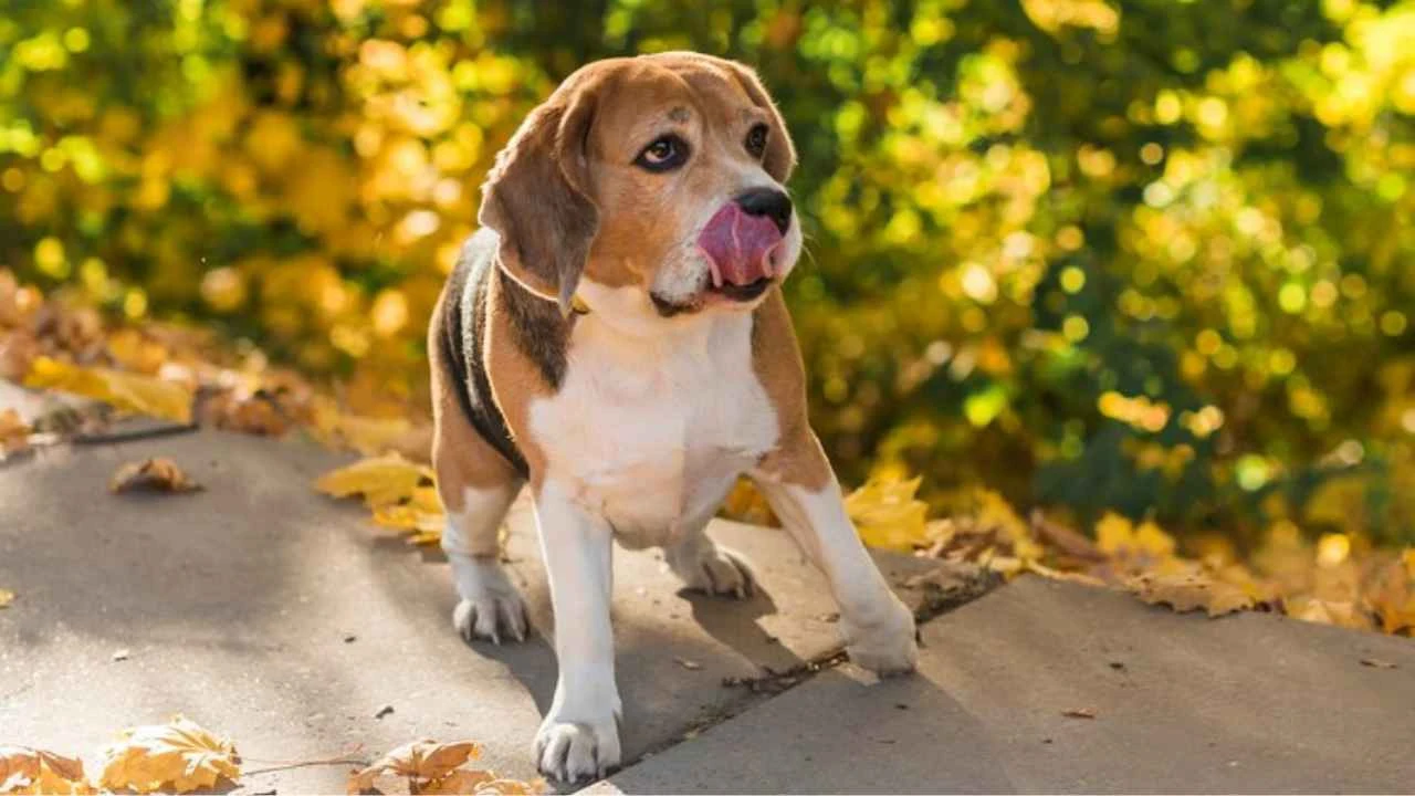 How Understanding Why Your Dog Shakes Its Head Can Improve Their Health and Wellness