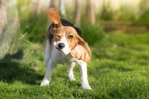why does my dog shake head